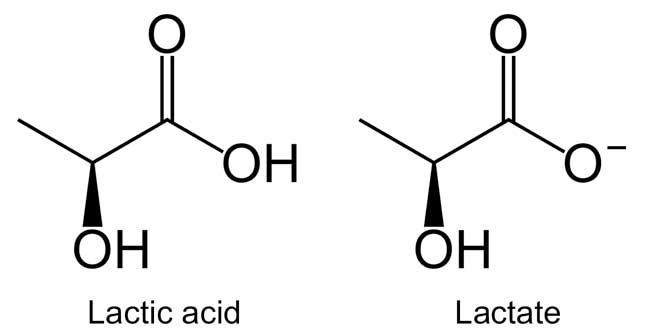 lactate and lactic acid
